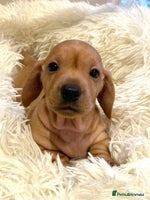 Miniature Dachshund dogs - Advert 13