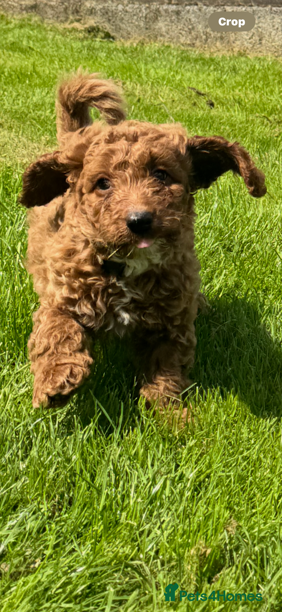 Cockapoo dogs for sale: Cockerpoo  in Carmarthen - Image 9