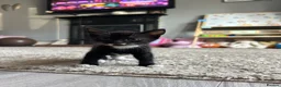 Mixed Breed cats for sale: Ready now!  - Advert 4