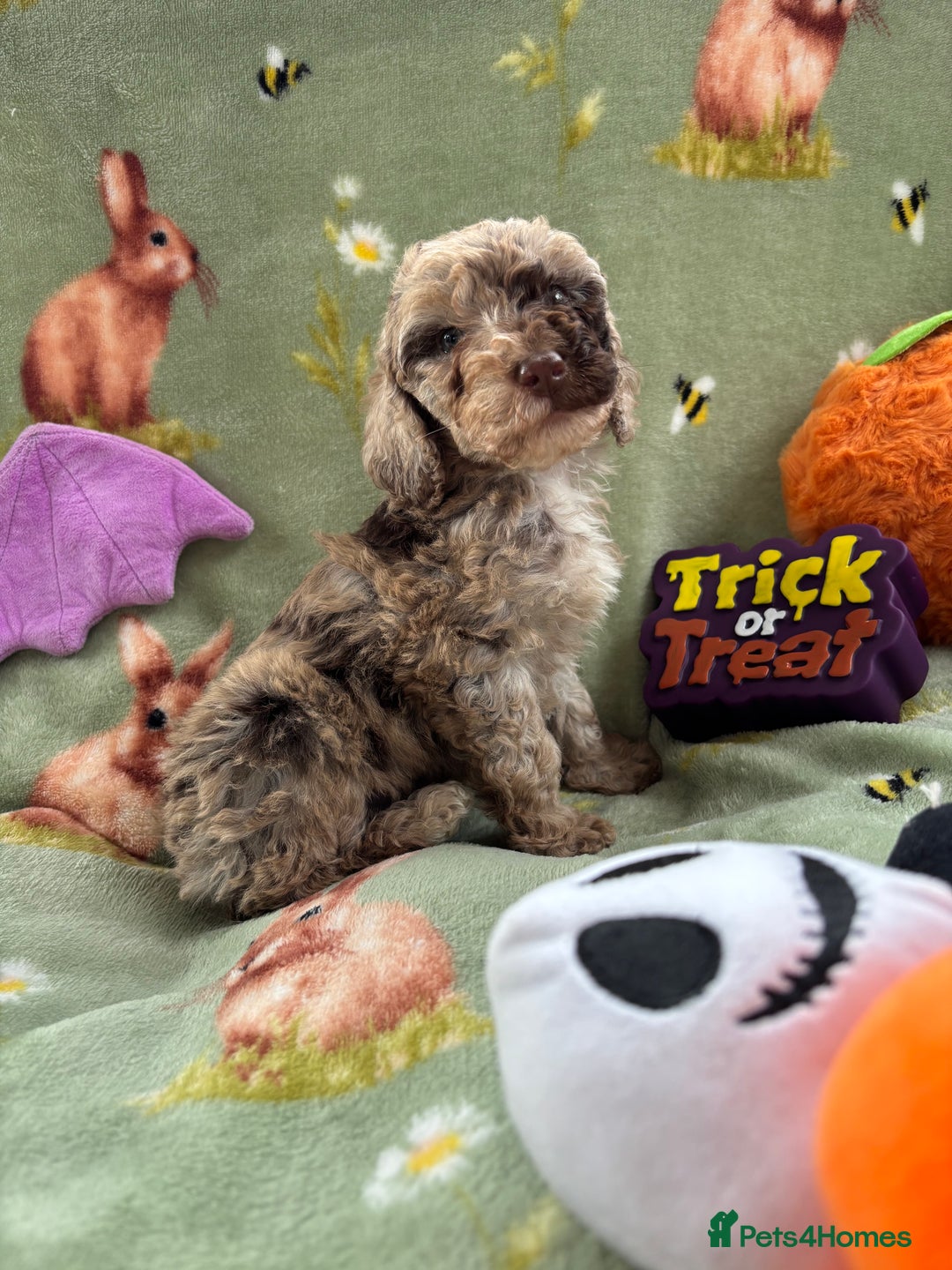 Cockapoo dogs for sale: PRA clear F1b Cockapoo puppies  - Image 20