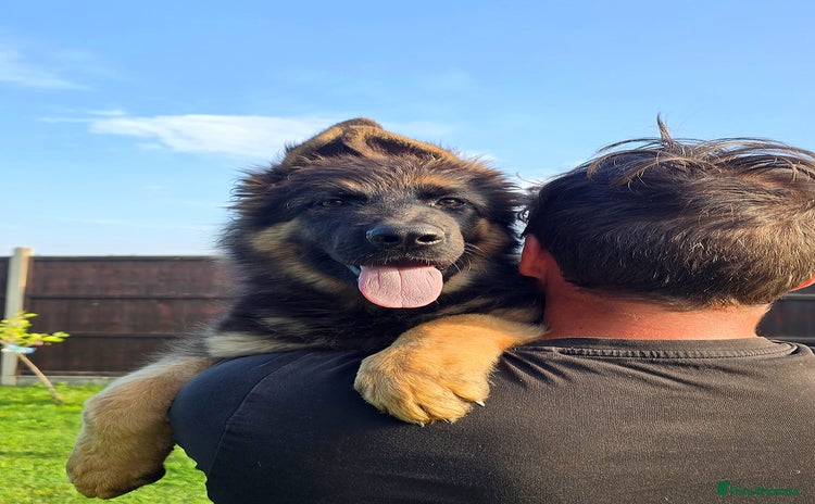 German Shepherd dogs - Advert 8