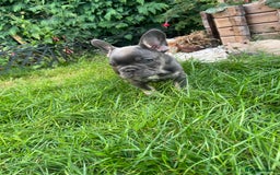 French Bulldog dogs for sale: KC registered french bulldogs  - Image 3