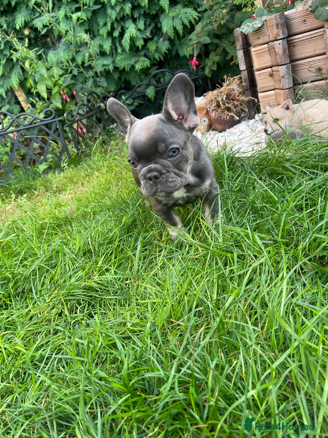French Bulldog dogs for sale: KC registered french bulldogs  - Image 3