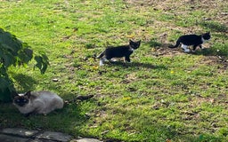 Mixed Breed cats for sale: Farm kittens looking for homes - Image 3