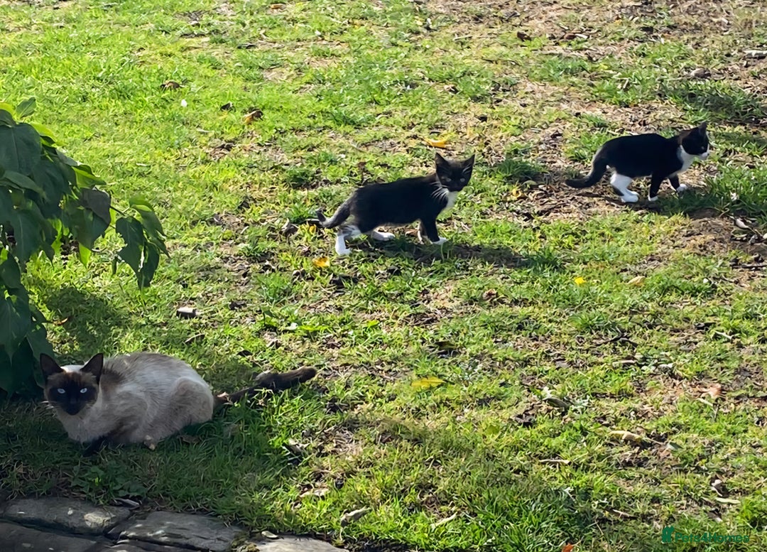 Mixed Breed cats for sale: Farm kittens looking for homes - Image 3