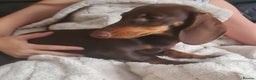 Miniature Dachshund dogs for sale: KC registered chocolate miniature dachshund  - Advert 3