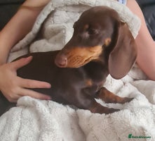 Miniature Dachshund dogs - Advert 9