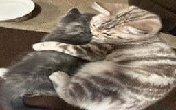 British Shorthair cats for sale: Adorable BSH kittens - Image 14