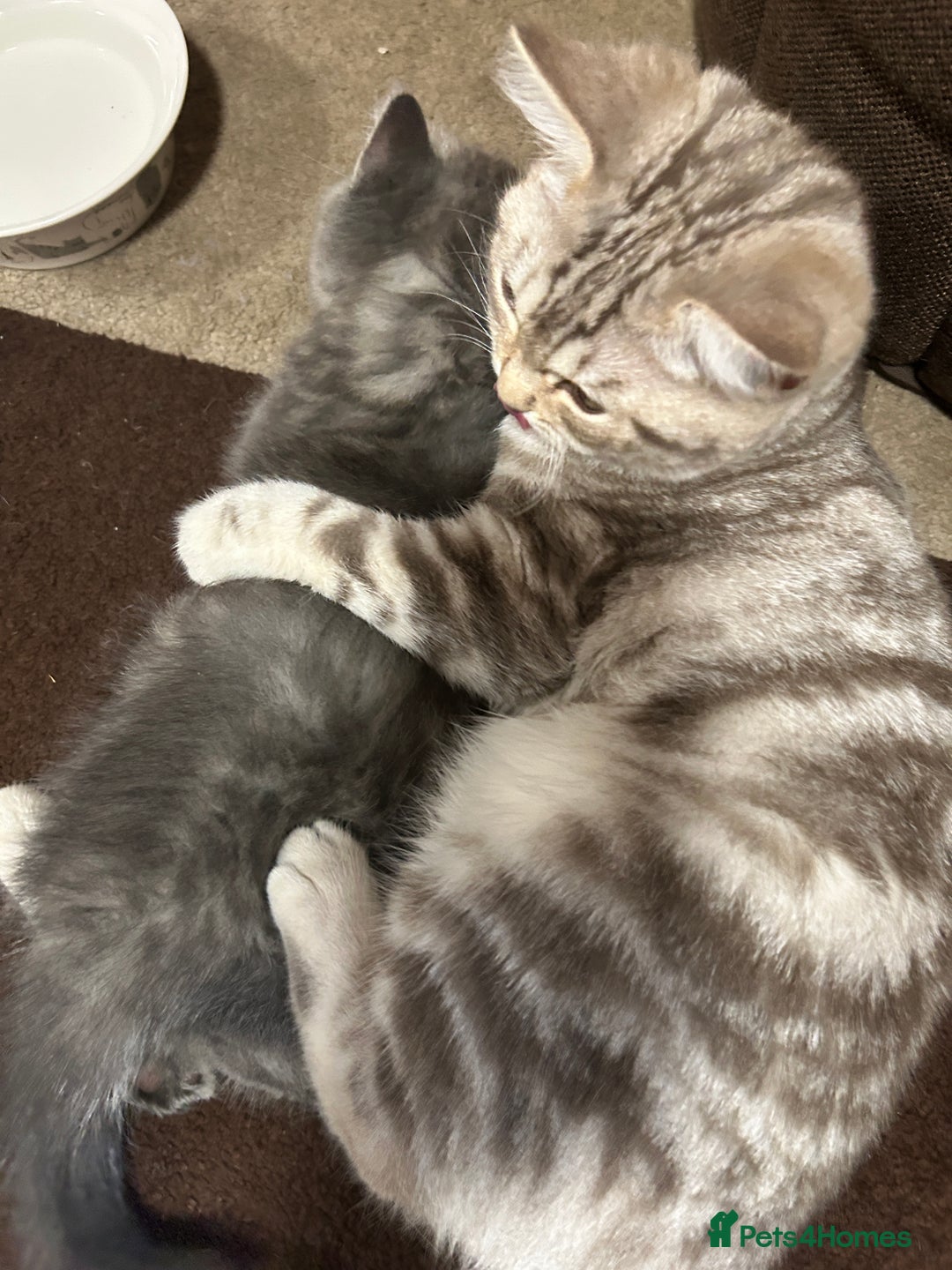 British Shorthair cats for sale: Adorable BSH kittens - Image 14