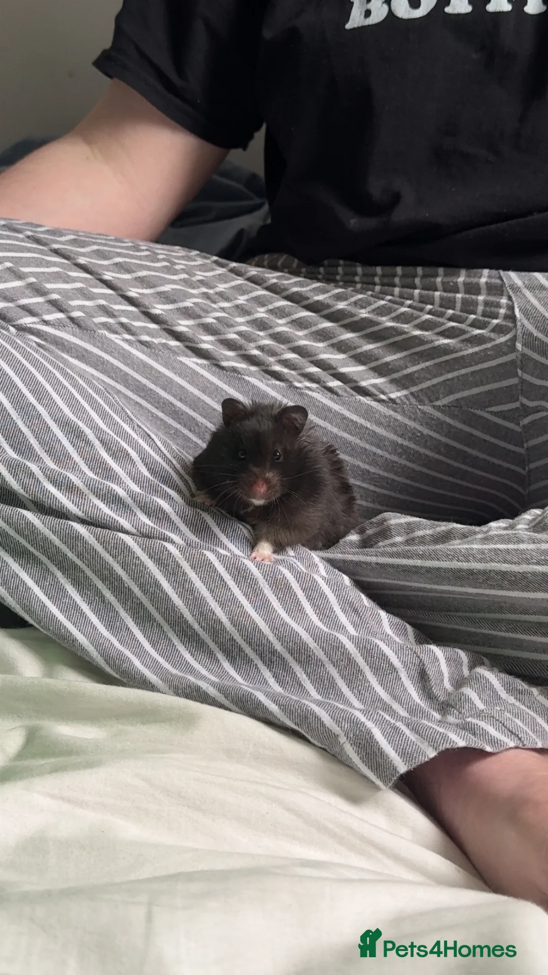 Hamster rodents for sale: Toasty the hamster  in Retford - Advert 1