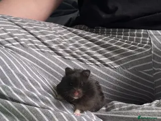 Hamster rodents Toasty the hamster - Advert 5