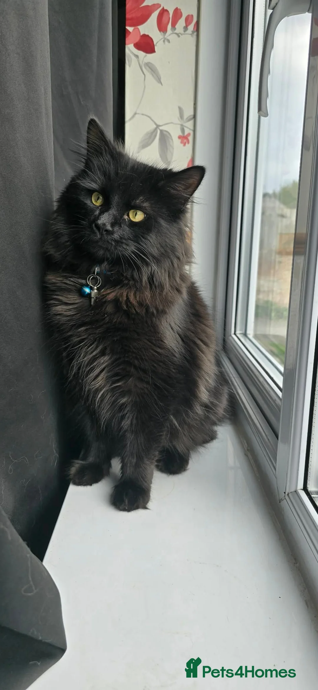 Mixed Breed cats for sale: maine coon mix  - Advert 2