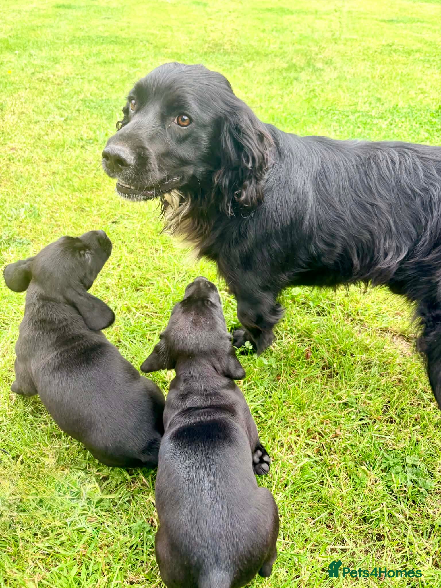 Springador dogs for sale: Spaniel x Labrador puppies  - Advert 5