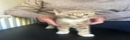 Mixed Breed cats for sale: Maine coon cross kittens - ginger, tabby and black in Ashford - Advert 3