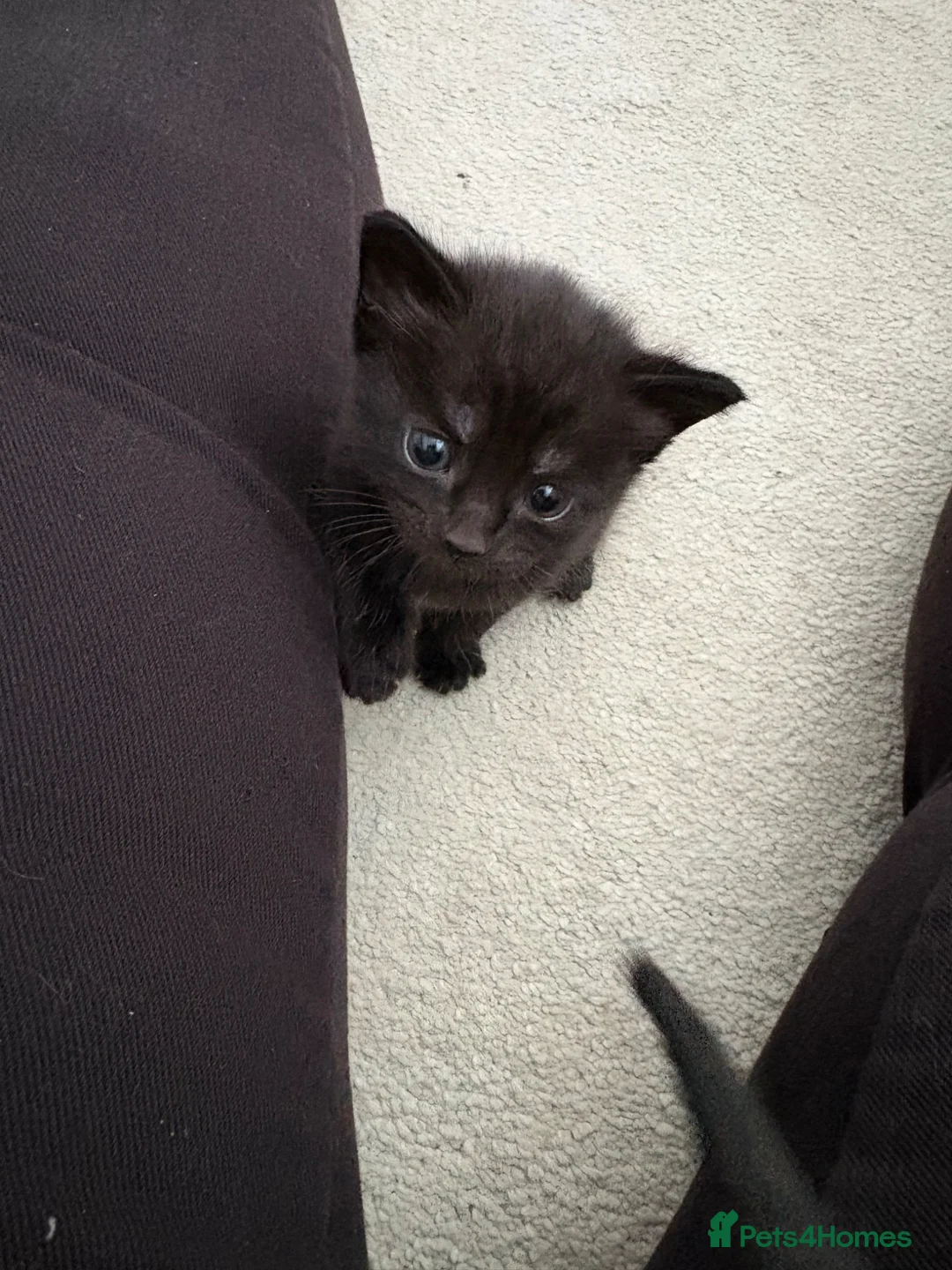 Domestic Shorthair cats for sale: Beautiful babies ready for there new homes! in Stowmarket - Advert 9