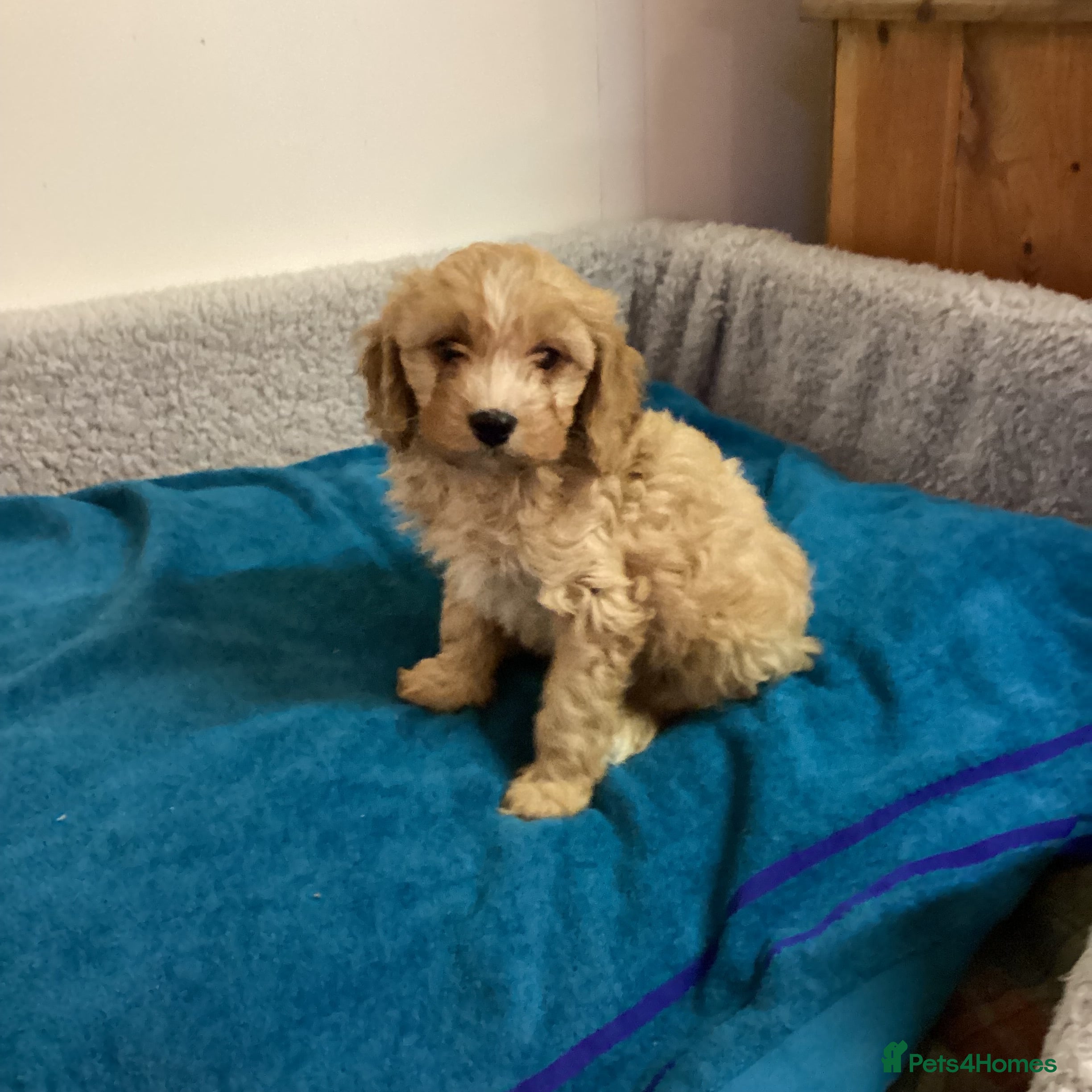 Cavapoo dogs F1 cavapoo  - Advert 17