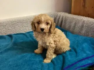 Cavapoo dogs F1 cavapoo - Advert 17