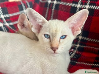 Siamese cats - Advert 2