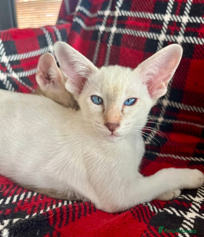 Siamese cats - Advert 6