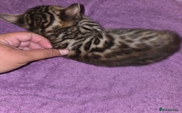 Bengal cats for sale: 2 stunning bengal kittens - Image 6