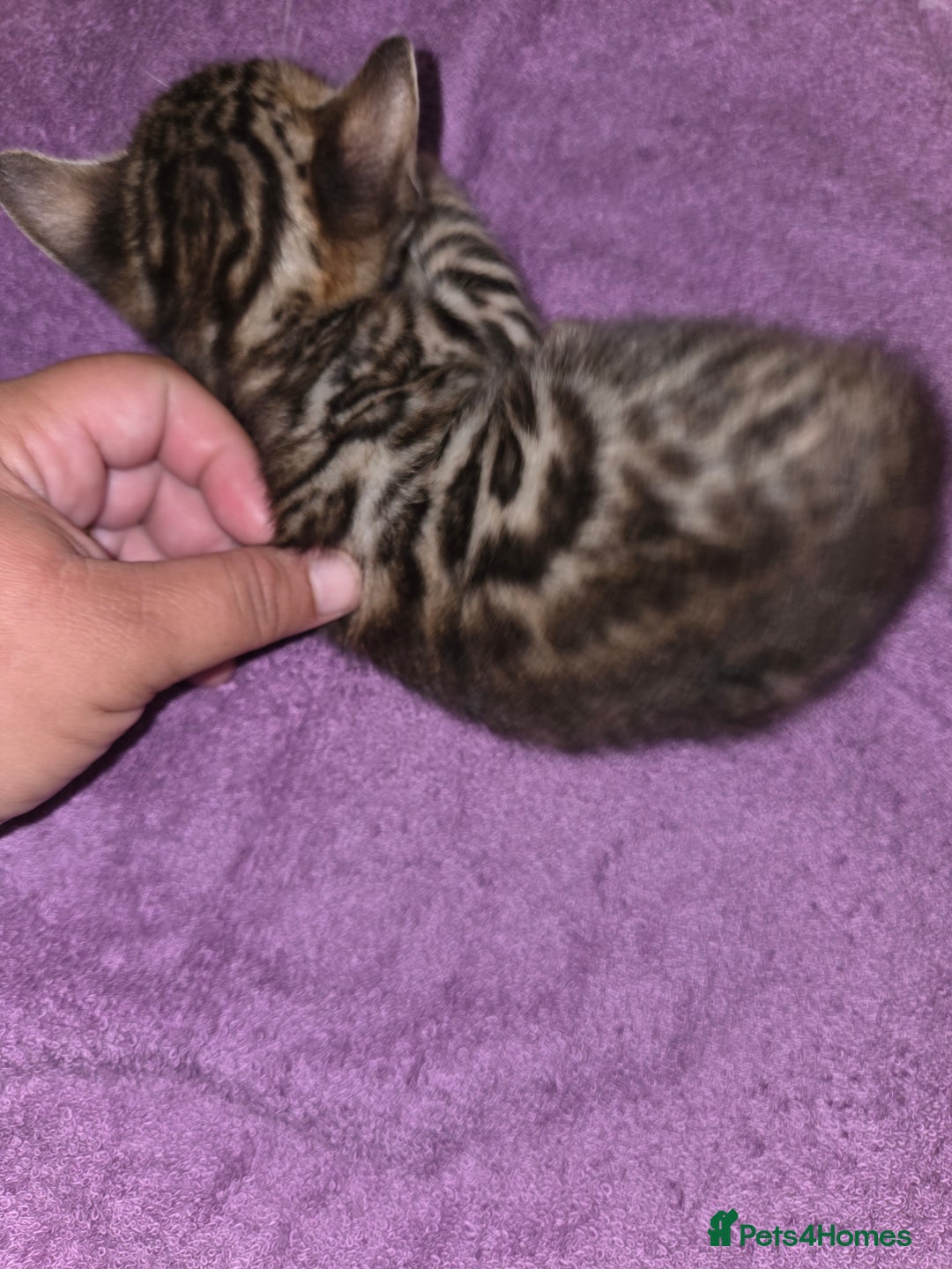 Bengal cats for sale: 2 stunning bengal kittens - Image 6