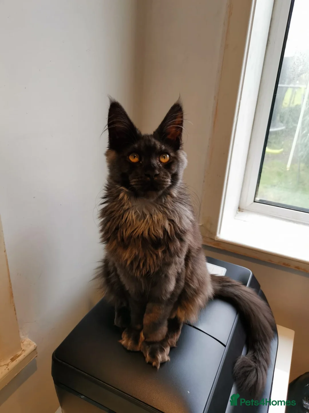 Maine Coon cats for sale: Beautiful Smoke Main Coon  - Advert 1