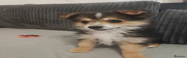 Maltipom Puppy 1