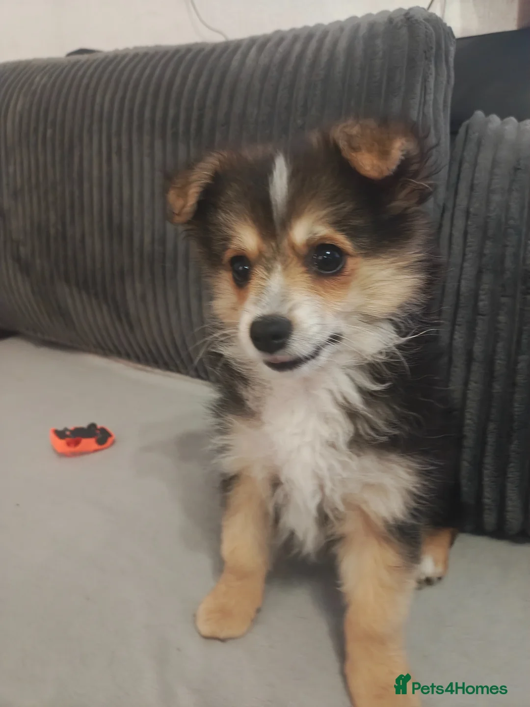 Maltipom dogs for sale: Maltipom  in Stoke-on-Trent - Advert 2