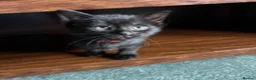 Domestic Shorthair cats for sale: Bundle of fun and love kittens in Saint Helens - Advert 1