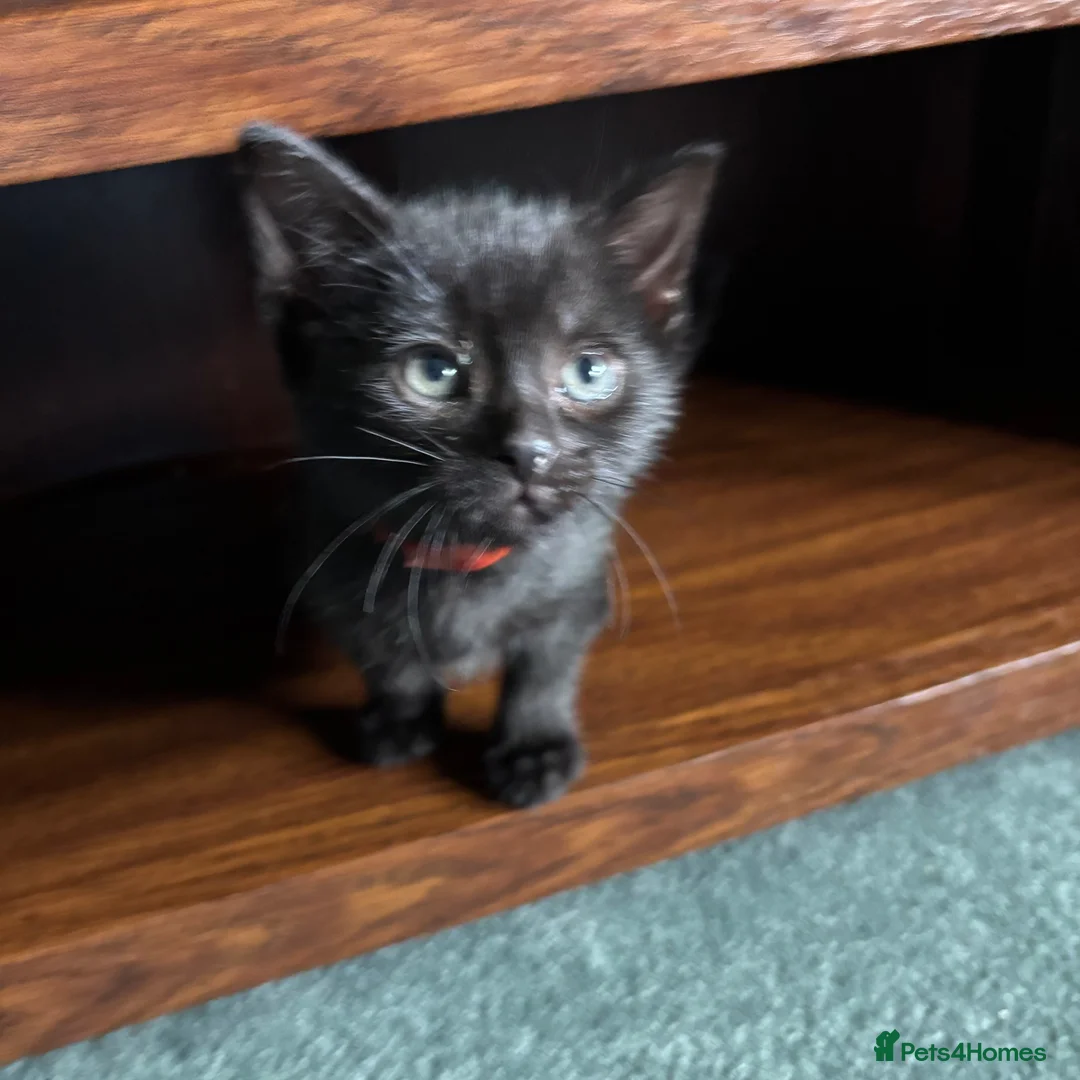 Domestic Shorthair cats for sale: Bundle of fun and love kittens in Saint Helens - Advert 1
