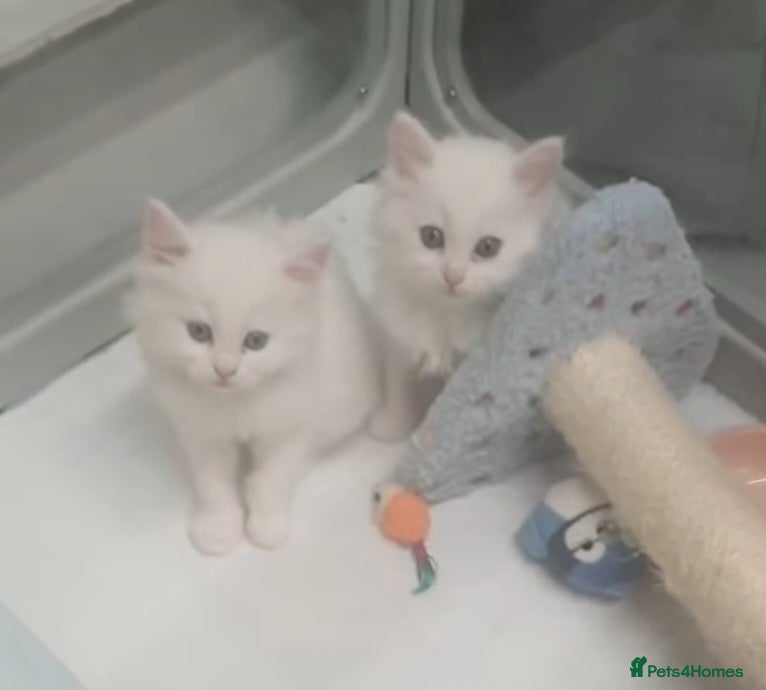 Turkish Angora cats Stunning Angoradoll kittens  - Advert 1