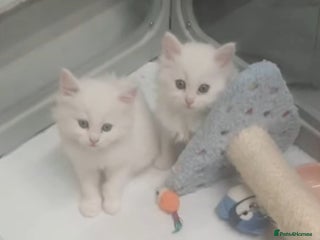 Turkish Angora cats Stunning Angoradoll kittens - Advert 1