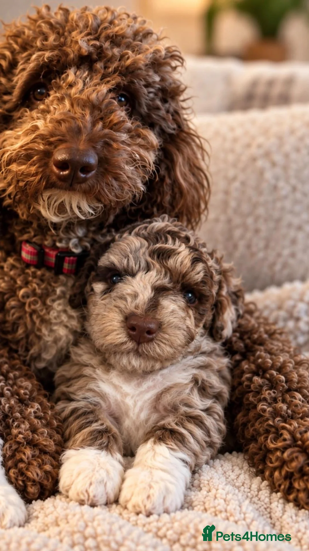 Mixed Breed dogs for sale: Outstanding & Rare Miniature x Toy Poodle Puppies  in Bangor - Advert 2