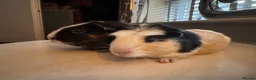 Guinea Pig rodents for sale: 2 boy piggies ready for forever homes - Advert 5