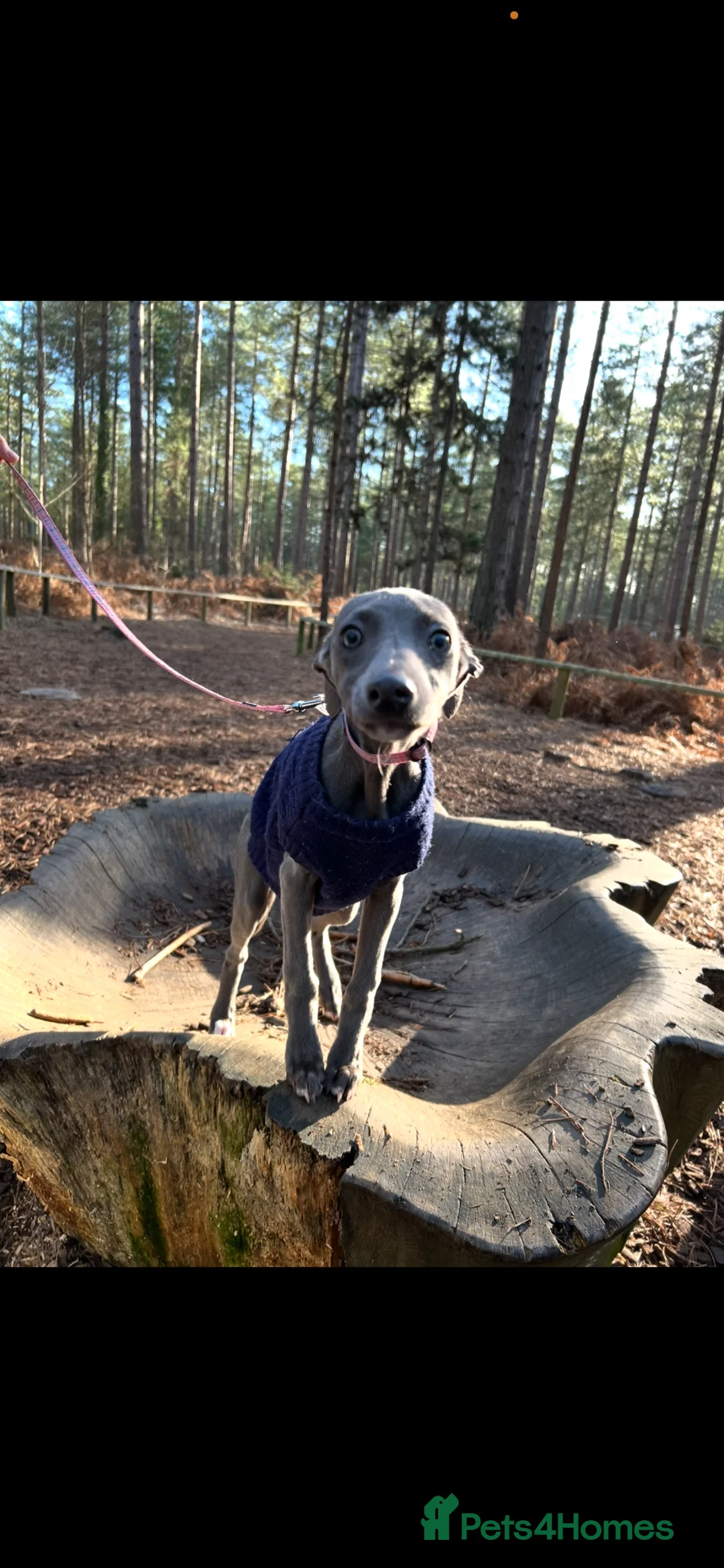 Whippet dogs for sale: KC registered blue whippet female - Advert 2