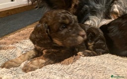 Cockapoo dogs for sale: Taking Genuine Enquired Phantom Female Cockapoo - Image 26