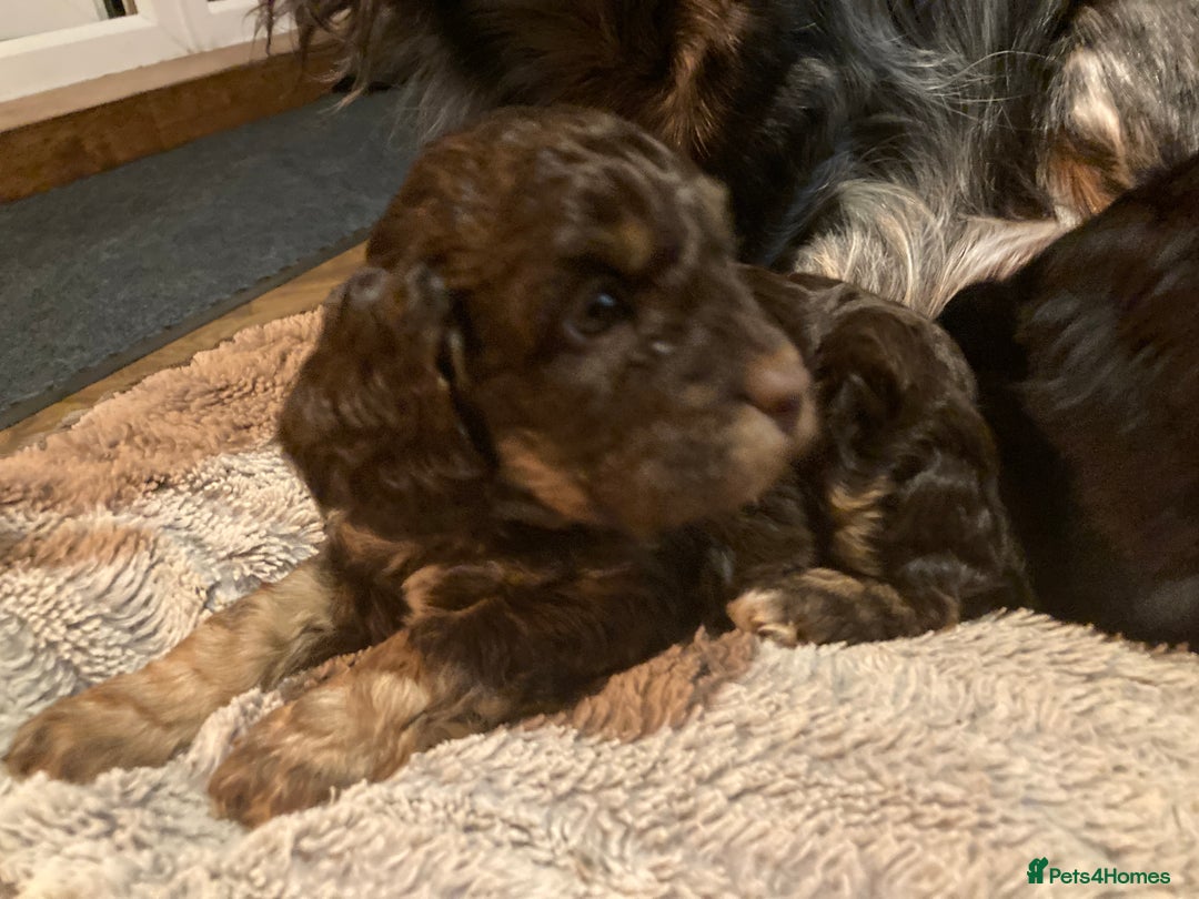 Cockapoo dogs for sale: Taking Genuine Enquired Phantom Female Cockapoo - Image 26