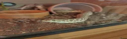 Mixed Breed reptiles for sale: Adult Male Western Hognose Snake with full set up  in Carmarthen - Advert 6
