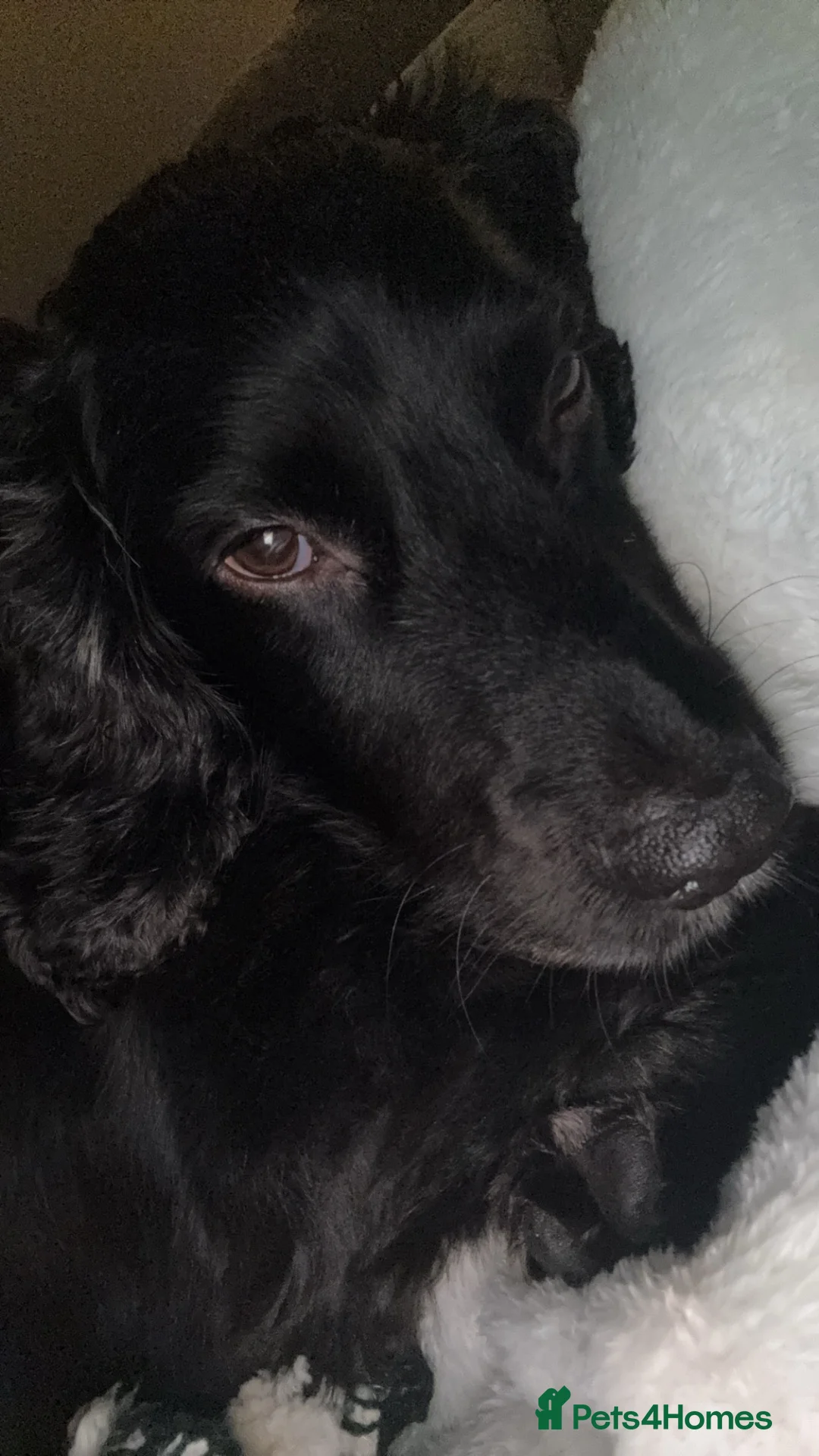 Cocker Spaniel dogs for sale: 8 year old male, neutered cocker spaniel  in Barnsley - Advert 6