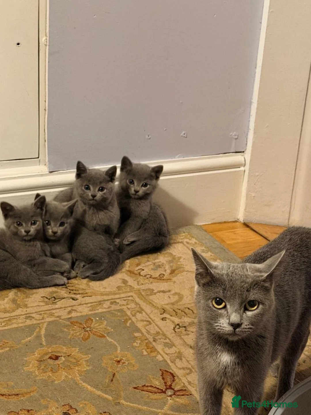 Russian Blue cats for sale: Beautiful Pure Russian Blue Female - Advert 1
