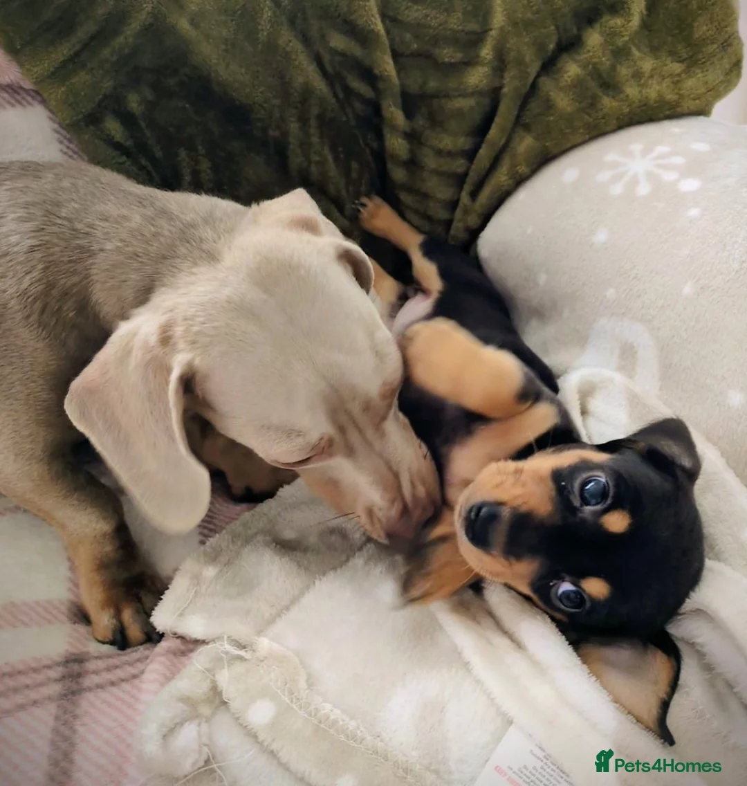 Miniature Dachshund dogs for sale: Miniature baby dachshund - Advert 9