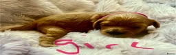 Cavapoo dogs for sale: Cavapoos pups /kc reg /health tested /parents - Advert 27