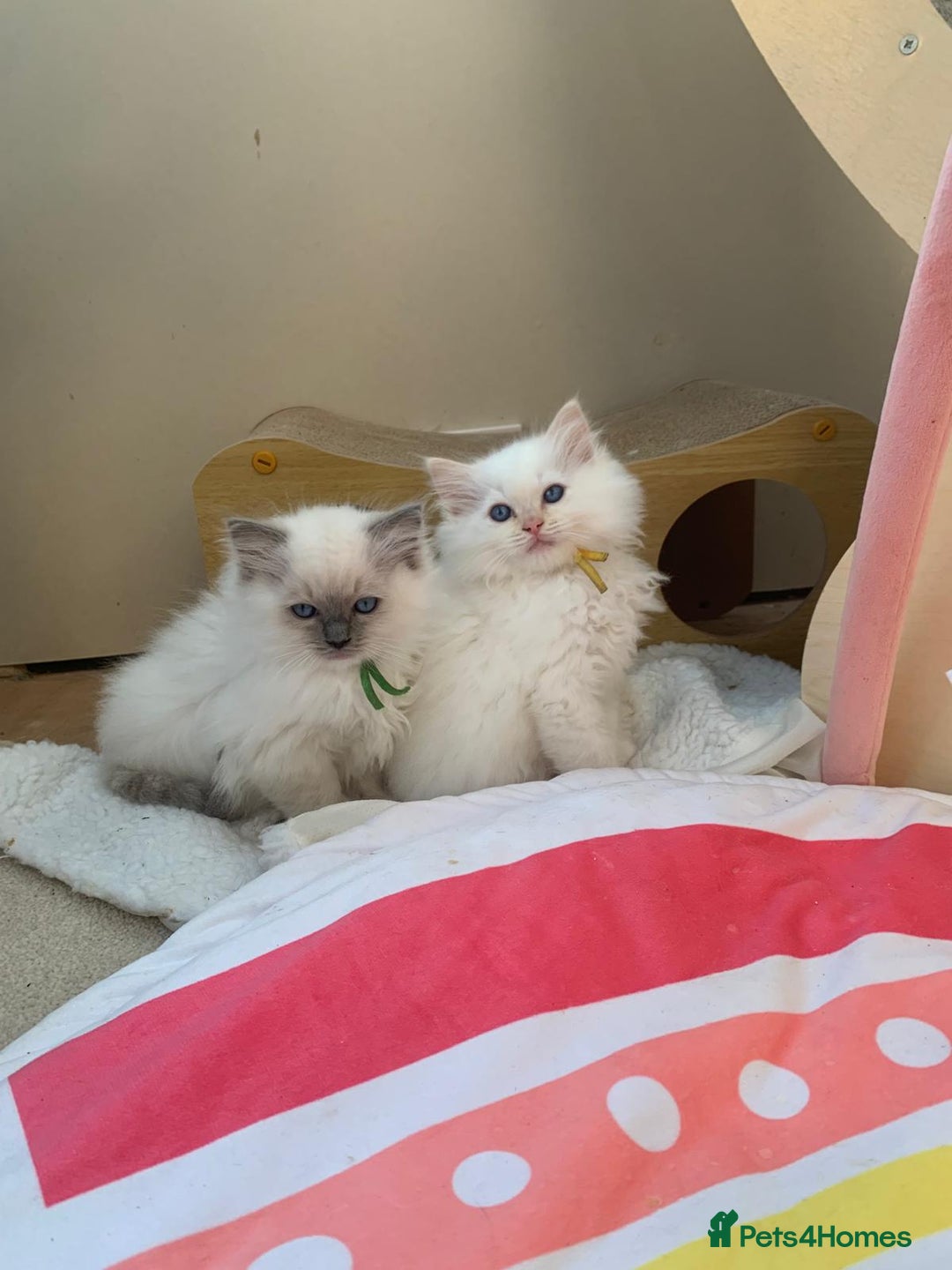 Ragdoll cats for sale: 100% Pure ragdoll kittens - Advert 15