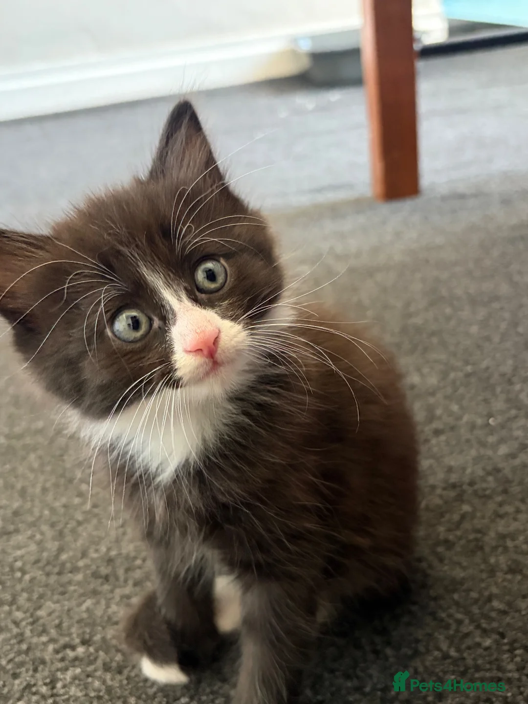 Mixed Breed cats for sale: Gorgeous shy fluffy kitten - Advert 1