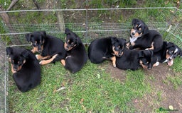 Mixed Breed dogs for sale: Kelpie x Collie Puppies looking for homes - Image 1