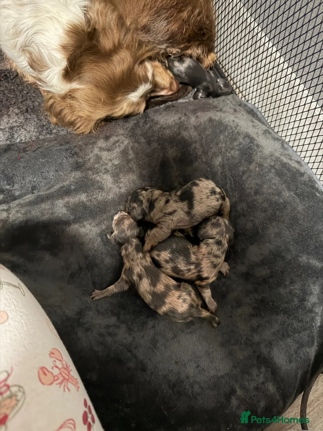 Dachshund dogs for sale: 4 longhaired dachshunds  in Tamworth - Advert 7