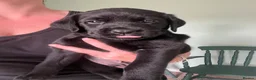 Labrador Retriever dogs for sale: 2 gorgeous black boys available  - Advert 7