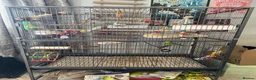 Budgerigars birds for sale: Budgies and cage and all accessories and food  in Southampton - Advert 5
