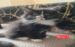 Mixed Breed cats for sale: Lovely Persian mix kittens - Image 2