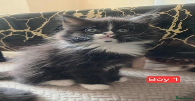 Mixed Breed cats - Advert 13